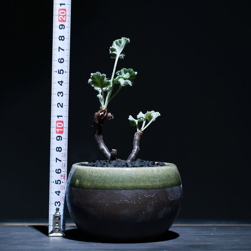 ペラルゴニウム ミラビレ （発根済み）RF221072 | RAFLUM / ラフラム